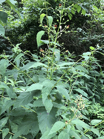 A close-up of a plant
Description automatically generated